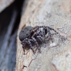 Jotus sp. (genus) at Dunlop, ACT - 31 Jul 2019