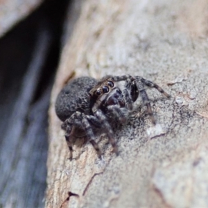 Jotus sp. (genus) at Dunlop, ACT - 31 Jul 2019