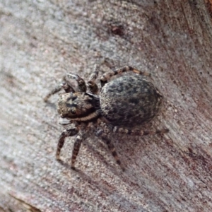 Jotus sp. (genus) at Dunlop, ACT - 31 Jul 2019