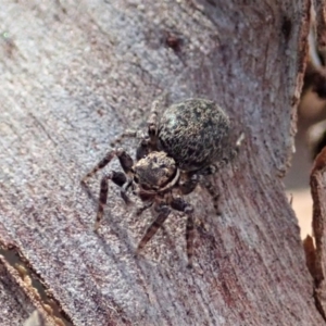 Jotus sp. (genus) at Dunlop, ACT - 31 Jul 2019