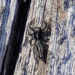 Holoplatys sp. (genus) (Unidentified Holoplatys jumping spider) at Aranda, ACT - 31 Jul 2019 by CathB