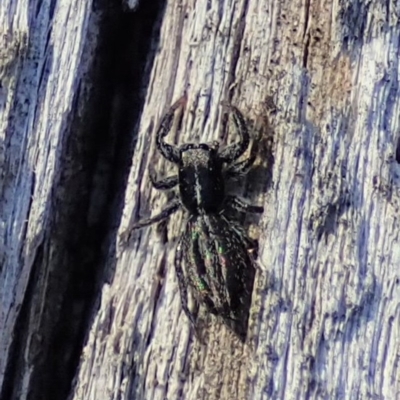 Holoplatys sp. (genus) (Unidentified Holoplatys jumping spider) at Aranda, ACT - 31 Jul 2019 by CathB