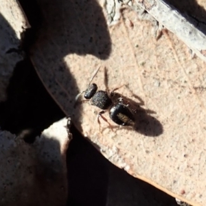 Mutillidae (family) at Aranda Bushland - 31 Jul 2019