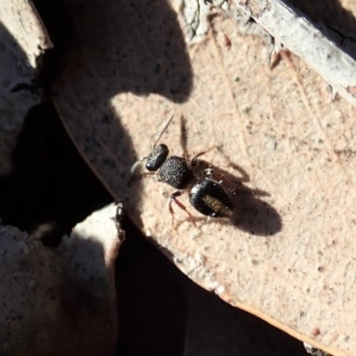 Mutillidae (family) (Unidentified Mutillid wasp or velvet ant) at Dunlop, ACT - 31 Jul 2019 by CathB