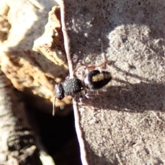 Mutillidae (family) at Aranda Bushland - 31 Jul 2019