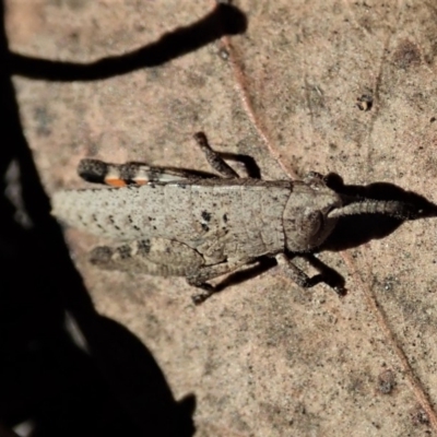 Goniaea opomaloides (Mimetic Gumleaf Grasshopper) at Aranda Bushland - 31 Jul 2019 by CathB