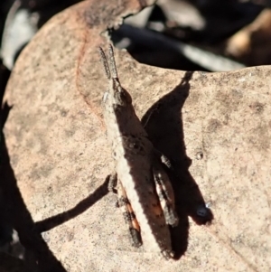 Goniaea opomaloides at Dunlop, ACT - 31 Jul 2019 02:57 PM