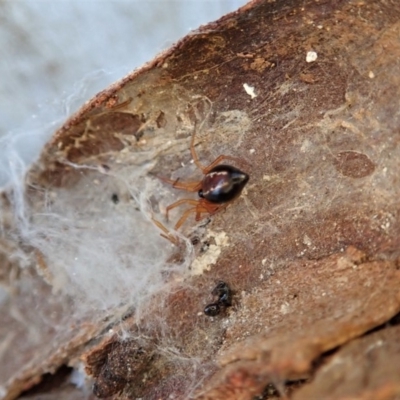 Euryopis umbilicata (Striped tick spider) at Dunlop, ACT - 30 Jul 2019 by CathB