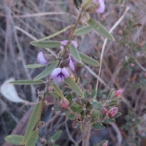 Hovea heterophylla at Kambah, ACT - 31 Jul 2019