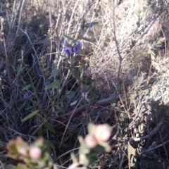 Hovea heterophylla at Kambah, ACT - 31 Jul 2019