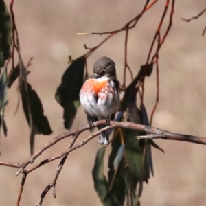 Petroica boodang at Rendezvous Creek, ACT - 2 Aug 2019