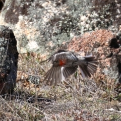 Petroica boodang at Rendezvous Creek, ACT - 2 Aug 2019