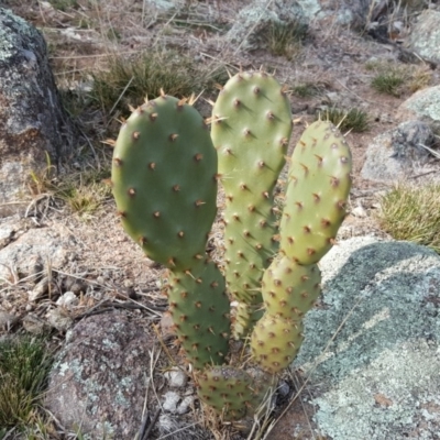 Opuntia stricta (Common Prickly Pear) at O'Malley, ACT - 4 Aug 2019 by Mike