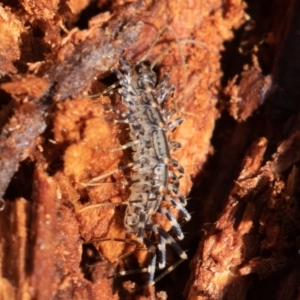 Scutigeridae (family) at Cotter River, ACT - 4 Aug 2019 11:17 AM