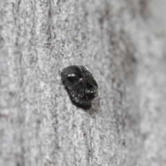 Coccinellidae (family) (Unidentified lady beetle) at Hackett, ACT - 2 Aug 2019 by TimL