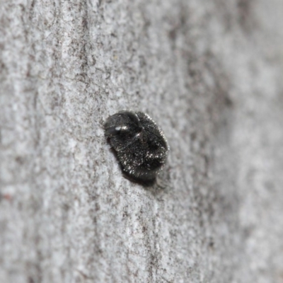 Coccinellidae (family) (Unidentified lady beetle) at ANBG - 2 Aug 2019 by TimL