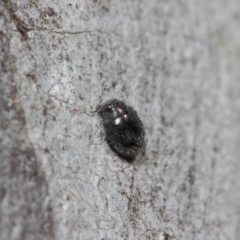 Coccinellidae (family) at Hackett, ACT - 2 Aug 2019