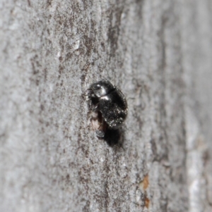 Coccinellidae (family) at Hackett, ACT - 2 Aug 2019