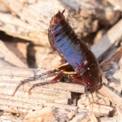 Platyzosteria similis at Cotter River, ACT - 4 Aug 2019