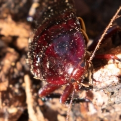 Platyzosteria similis at Cotter River, ACT - 4 Aug 2019