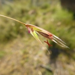 Rytidosperma pallidum (Red-anther Wallaby Grass) at Yass River, NSW - 20 Nov 2017 by SenexRugosus