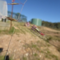 Rytidosperma pallidum at Yass River, NSW - 20 Nov 2017