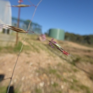 Rytidosperma pallidum at Yass River, NSW - 20 Nov 2017