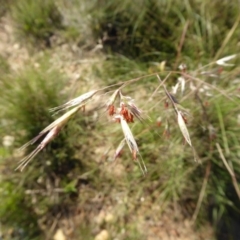 Rytidosperma pallidum at Yass River, NSW - 20 Nov 2017