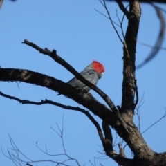 Callocephalon fimbriatum (Gang-gang Cockatoo) at Yass River, NSW - 15 May 2016 by SenexRugosus