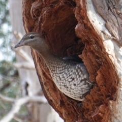 Chenonetta jubata (Australian Wood Duck) at GG229 - 4 Aug 2019 by JackyF