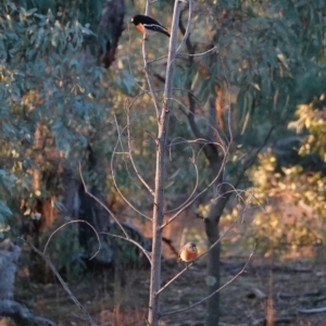 Petroica boodang at Deakin, ACT - 3 Aug 2019