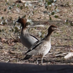 Chenonetta jubata (Australian Wood Duck) at Hughes, ACT - 4 Aug 2019 by JackyF