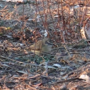 Acanthiza chrysorrhoa at Deakin, ACT - 3 Aug 2019