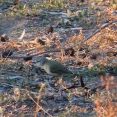 Acanthiza chrysorrhoa at Deakin, ACT - 3 Aug 2019