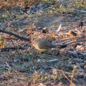 Acanthiza chrysorrhoa at Deakin, ACT - 3 Aug 2019