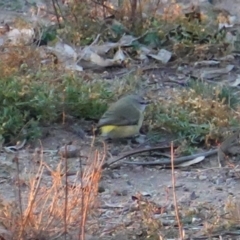 Acanthiza chrysorrhoa at Deakin, ACT - 3 Aug 2019