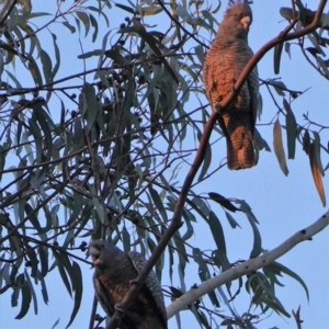 Callocephalon fimbriatum at Hughes, ACT - suppressed