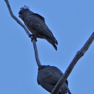 Callocephalon fimbriatum at Hughes, ACT - suppressed