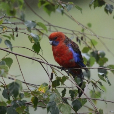 Platycercus elegans (Crimson Rosella) at Penrose, NSW - 13 Jan 2015 by NigeHartley