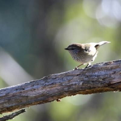 Acanthiza lineata (Striated Thornbill) at Bundanoon - 1 Jul 2018 by NigeHartley