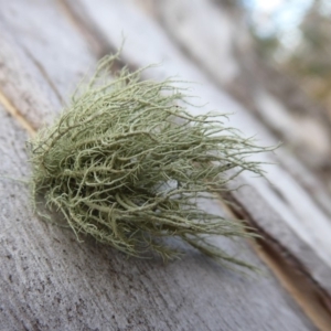 Usnea sp. (genus) at Cotter River, ACT - 21 Jul 2019 02:19 PM