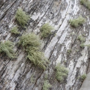 Usnea sp. (genus) at Cotter River, ACT - 21 Jul 2019 02:19 PM