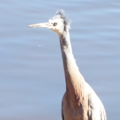 Egretta novaehollandiae (White-faced Heron) at Fyshwick, ACT - 19 Jul 2019 by Christine