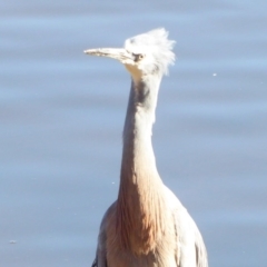 Egretta novaehollandiae at Fyshwick, ACT - 19 Jul 2019 01:34 PM