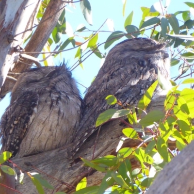 Podargus strigoides (Tawny Frogmouth) at Majura, ACT - 15 Jul 2019 by Christine