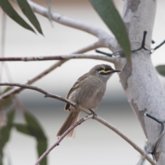 Caligavis chrysops (Yellow-faced Honeyeater) at Penrose - 8 Oct 2018 by NigeHartley