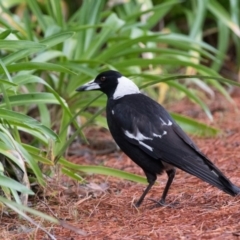 Gymnorhina tibicen (Australian Magpie) at Penrose - 8 Oct 2018 by NigeHartley