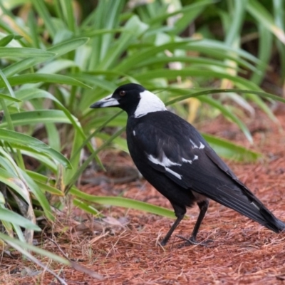 Gymnorhina tibicen (Australian Magpie) at Penrose - 7 Oct 2018 by NigeHartley