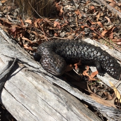 Tiliqua rugosa (Shingleback Lizard) at Yass River, NSW - 16 Jan 2016 by SenexRugosus
