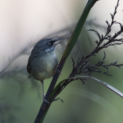 Sericornis frontalis (White-browed Scrubwren) at Penrose, NSW - 10 Mar 2019 by NigeHartley